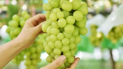 놓치면 손해! 온통과일 🥭 솔직 후기 & 꿀팁 대방출